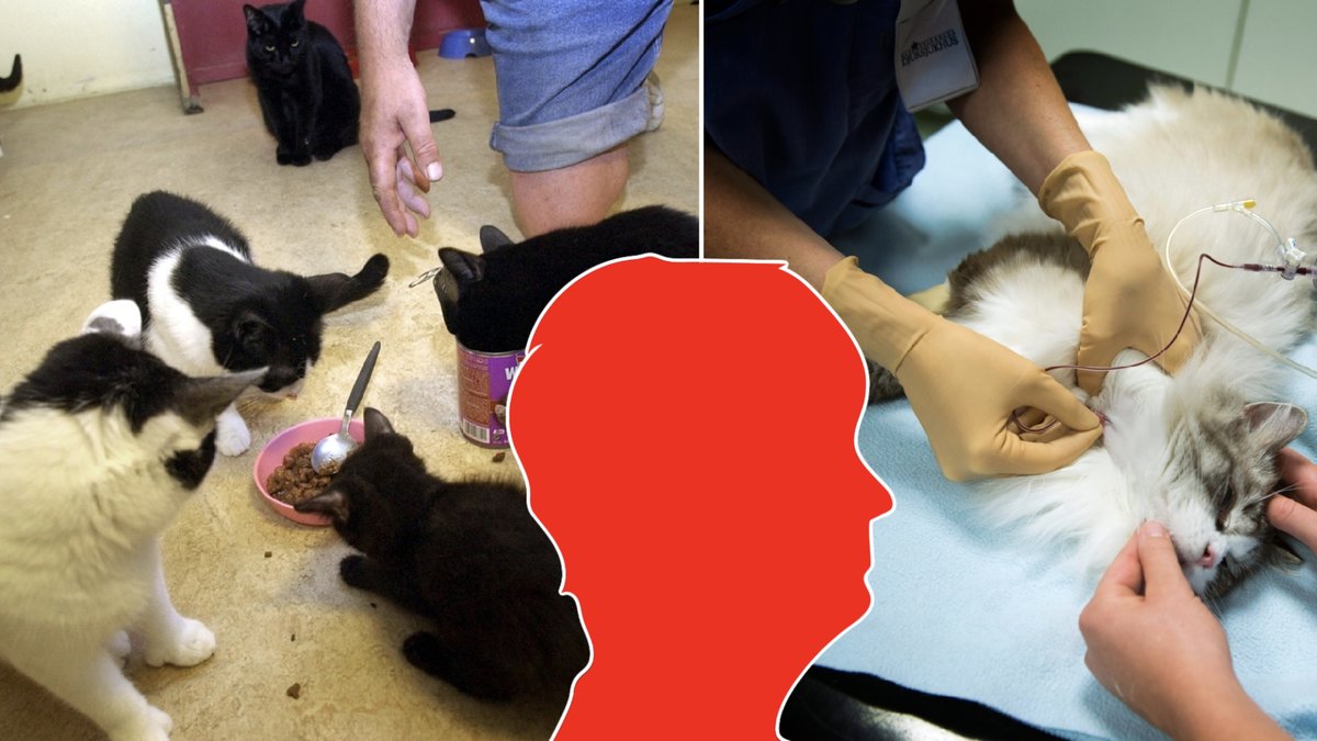 En kvinna i 70-årsåldern döms för djurplågeri efter att Länsstyrelsen hittat 23 vanvårdade katter i hennes hem.